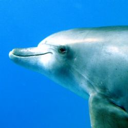 Red Sea, Shaab el Erg, friendly female dolphin by Gordana Zdjelar 